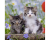 Ravensburger Puzzel 3x 49 Jonge Katjes