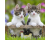 Ravensburger Puzzel 3x 49 Jonge Katjes