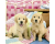 Ravensburger Puzzel 3x 49 Cute puppy doogs