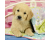 Ravensburger Puzzel 3x 49 Cute puppy doogs