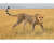 14746 Schleich Wild Life Jachtluipaardwijfje