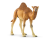14832 Schleich Wild Life Dromedaris