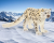 14838 Schleich Wild Life Sneeuwluipaard